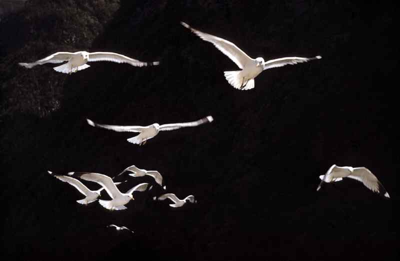 0005_Goelands_Belle-Ile_Jacques-de-Givry.