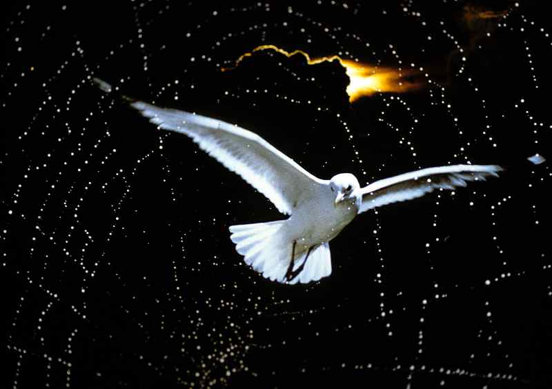 0007_Goeland-Toile-araignee_Jacques-de-Givry