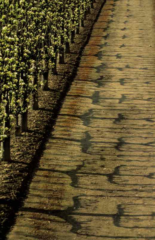 0019_Poiriers-en-fleur_Potager-du-Roi_Versailles_Jacques-de-Givry