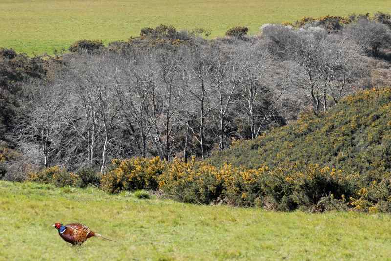 0046_Faisan_Nature_Jacques-de-Givry