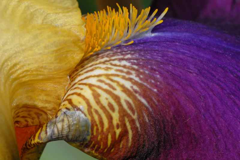 0047_iris_Nature_Jacques-de-Givry