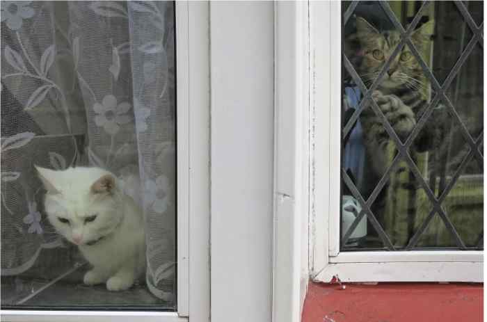 0050_Chats-a-la-fenetre_Irlande_Nature_Jacques-de-Givry