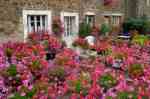 0061-geraniums_Pyre-sur-Seiche_Jacques-de-Givry