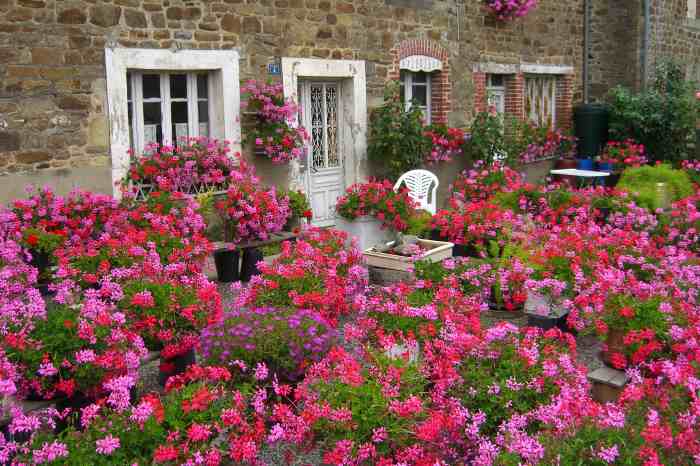 0061-geraniums_Pyre-sur-Seiche_Jacques-de-Givry