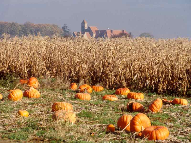 0079_potirons_abbaye-de-limon_vauhallan_plateau-de-saclay_jacques-de-givry