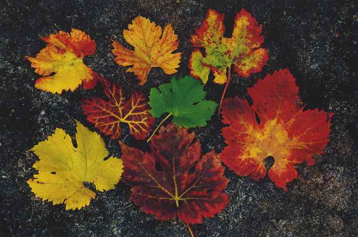 0131_Feuilles de vigne_Saint-Emilion_Jacques-de-Givry